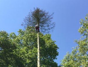 Baumpflege, Landschaftsbauer klettert in einem Baum