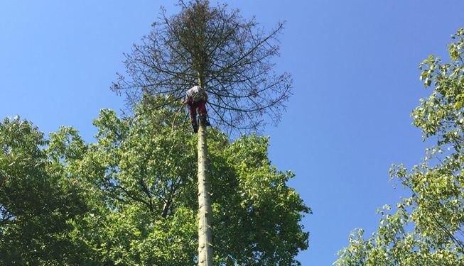 Baumpflege, Landschaftsbauer klettert in einem Baum
